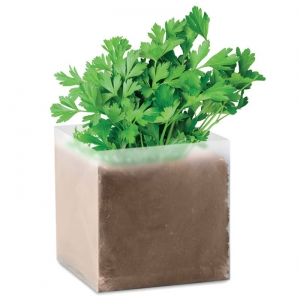 PARSELY Composto sementes Salsa