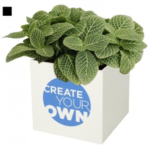 Vaso de alum�nio com planta, cato 'Hey Pots'