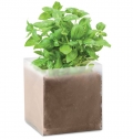 BASIL Composto sementes 'MANJERICO'