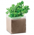PARSELY Composto sementes Salsa