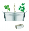 MIX SEEDS Vaso  3 sementes de ervas