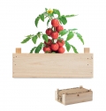 TOMATO Kit tomate em caixa de madeira