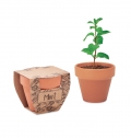 MINT POT Sementes de hortel em vaso