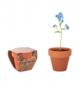 FORGET ME NOT Vaso terracota 'miostis'