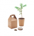 GROWTREE Set pinheiro